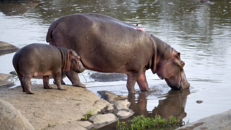 Rondreis Botswana, Nijlpaarden aan het drinken