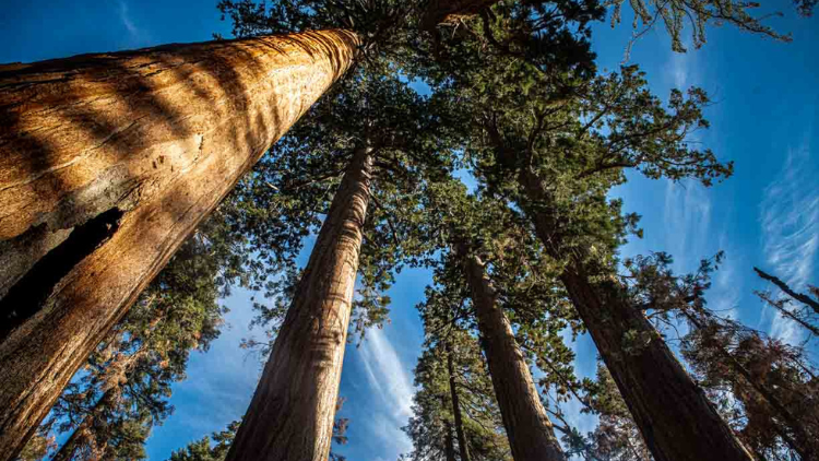 Sequoia National Park, Californië, Amerika