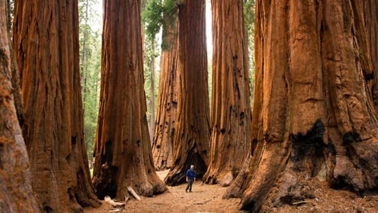 Sequoia National Park, sequoiabomen, Californië, Amerika