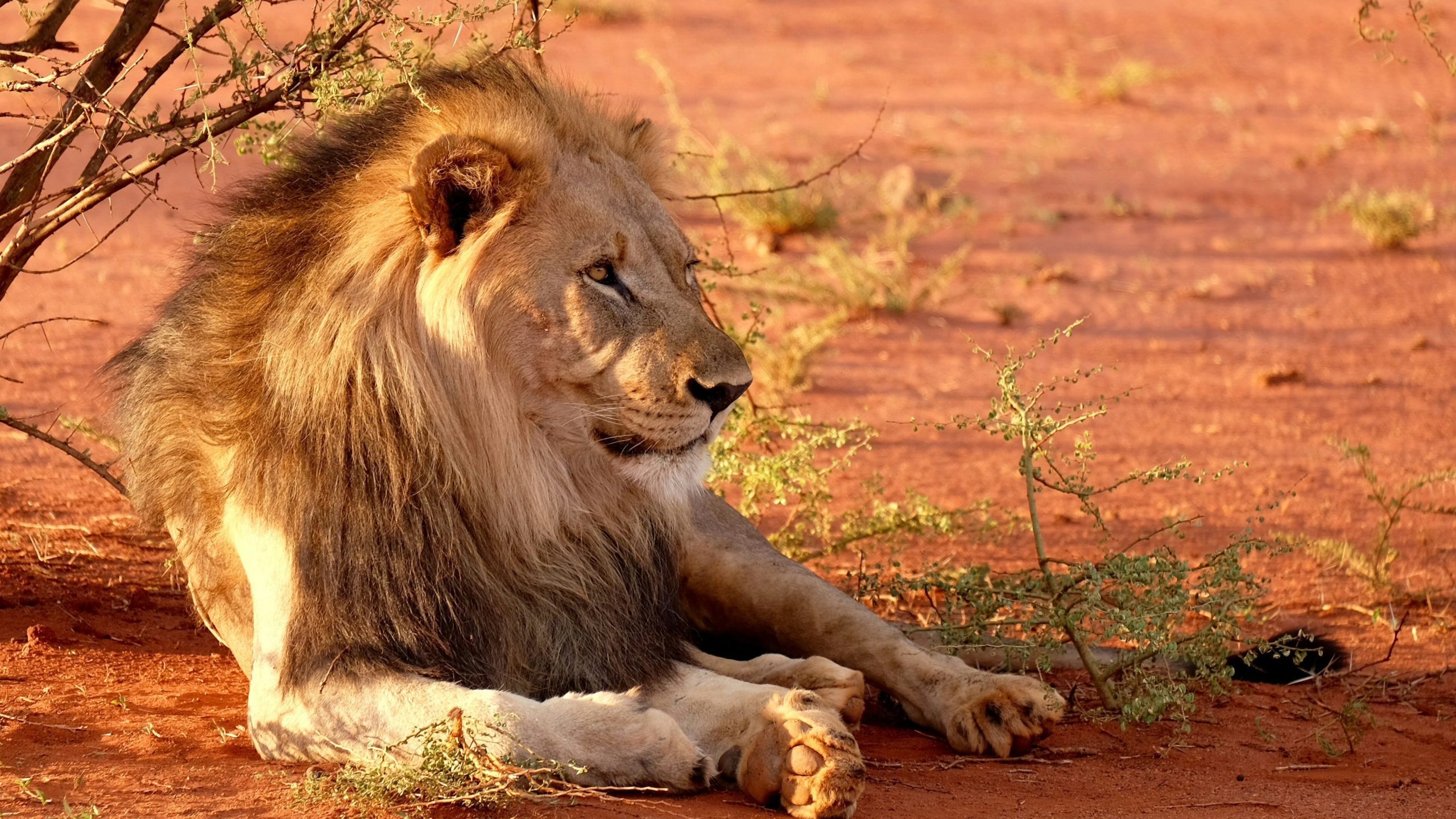 Leeuw in Madikwe, Zuid-Afrika