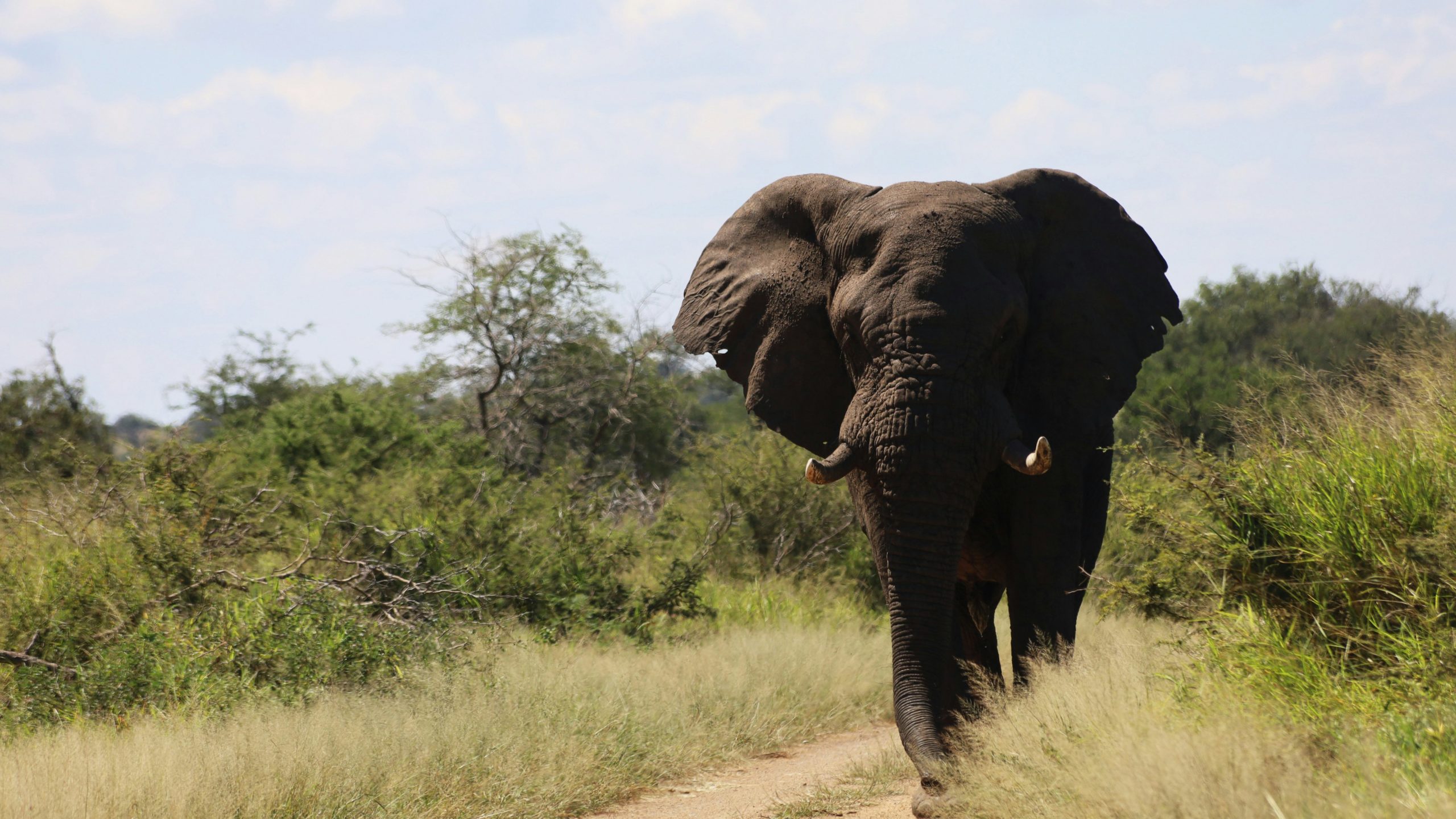 Olifant op de weg in het Krugerpark in Zuid-Afrika
