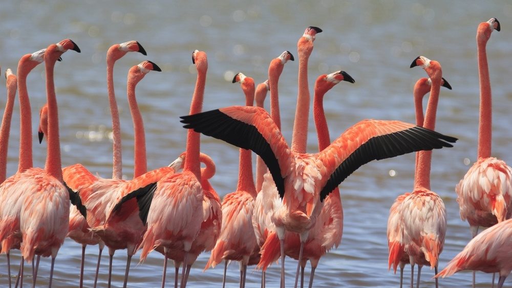 Groepje flamingo's die bij elkaar staan in de zee in Bonaire