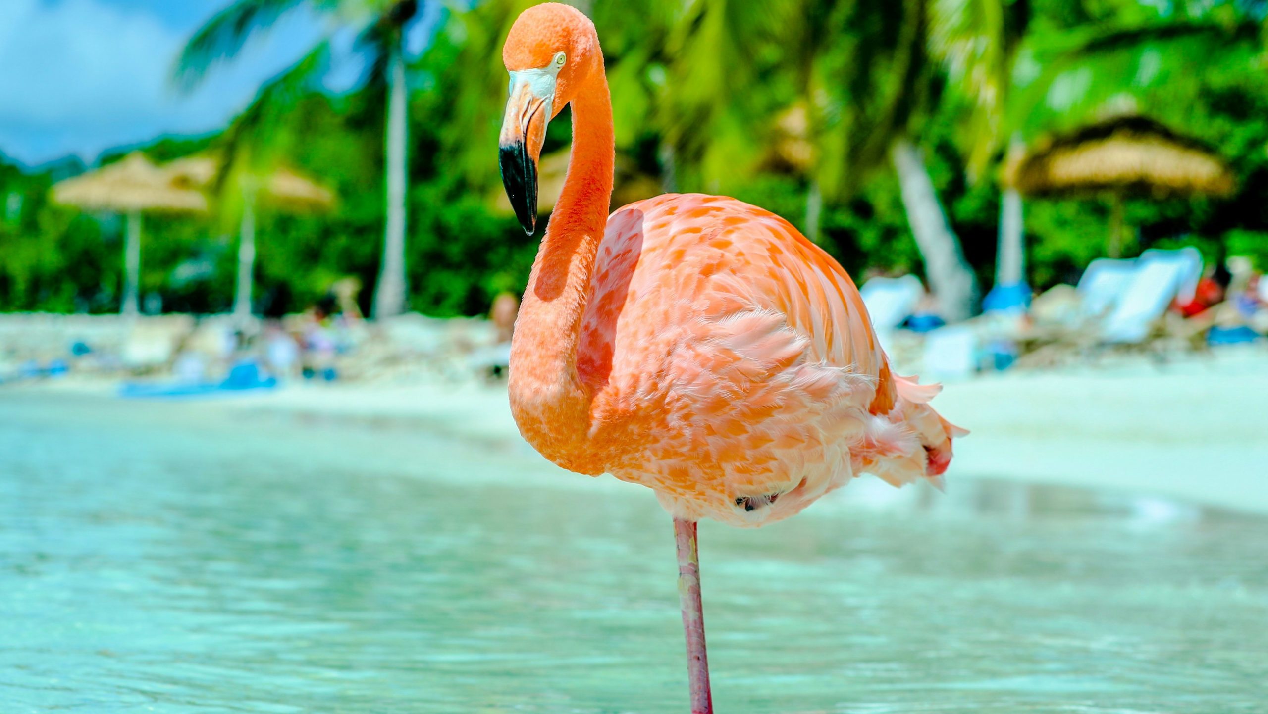 Roze flamingo op Renaissance Island, Aruba, Caribbean