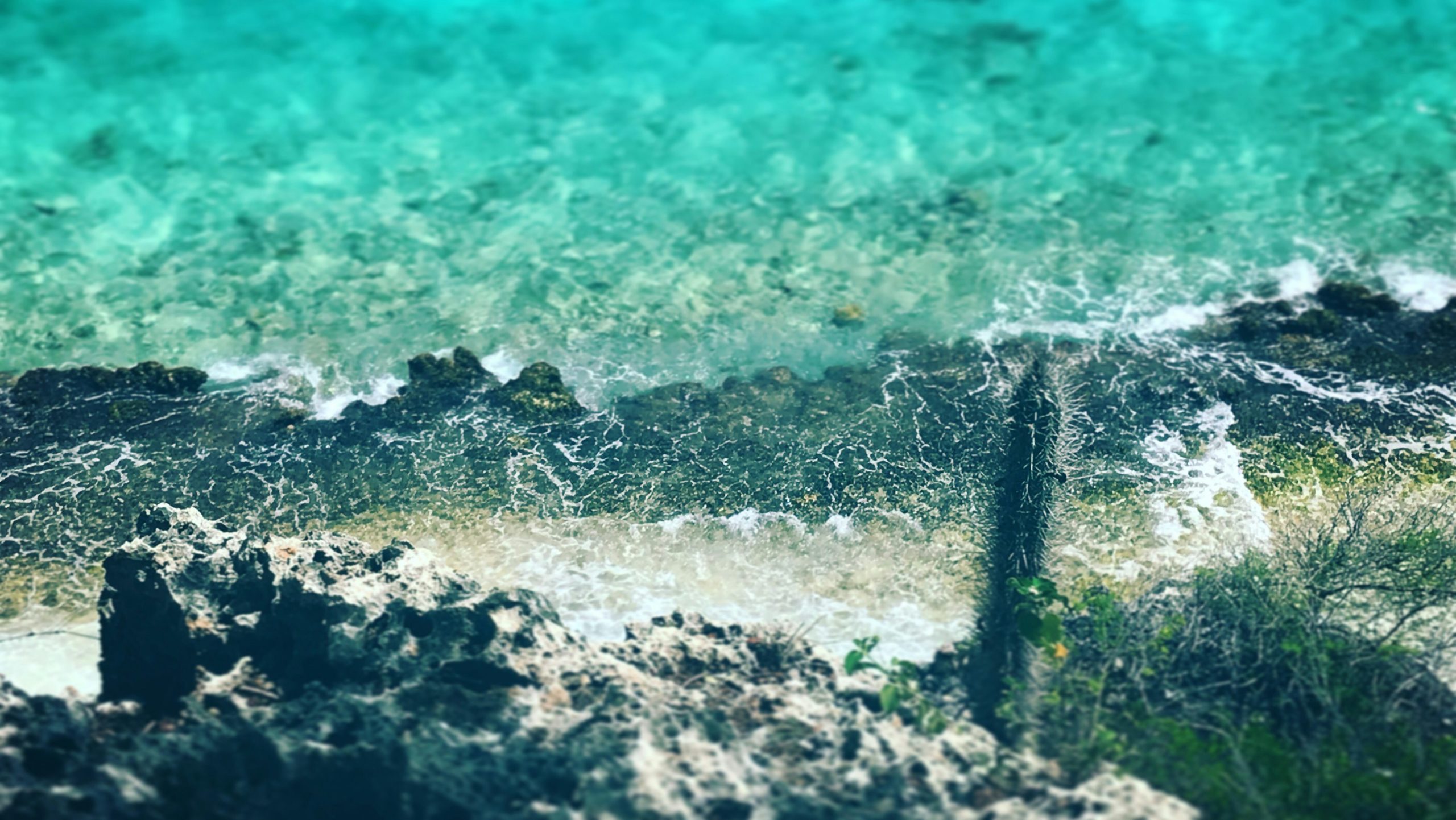 Mangroven in Bonaire