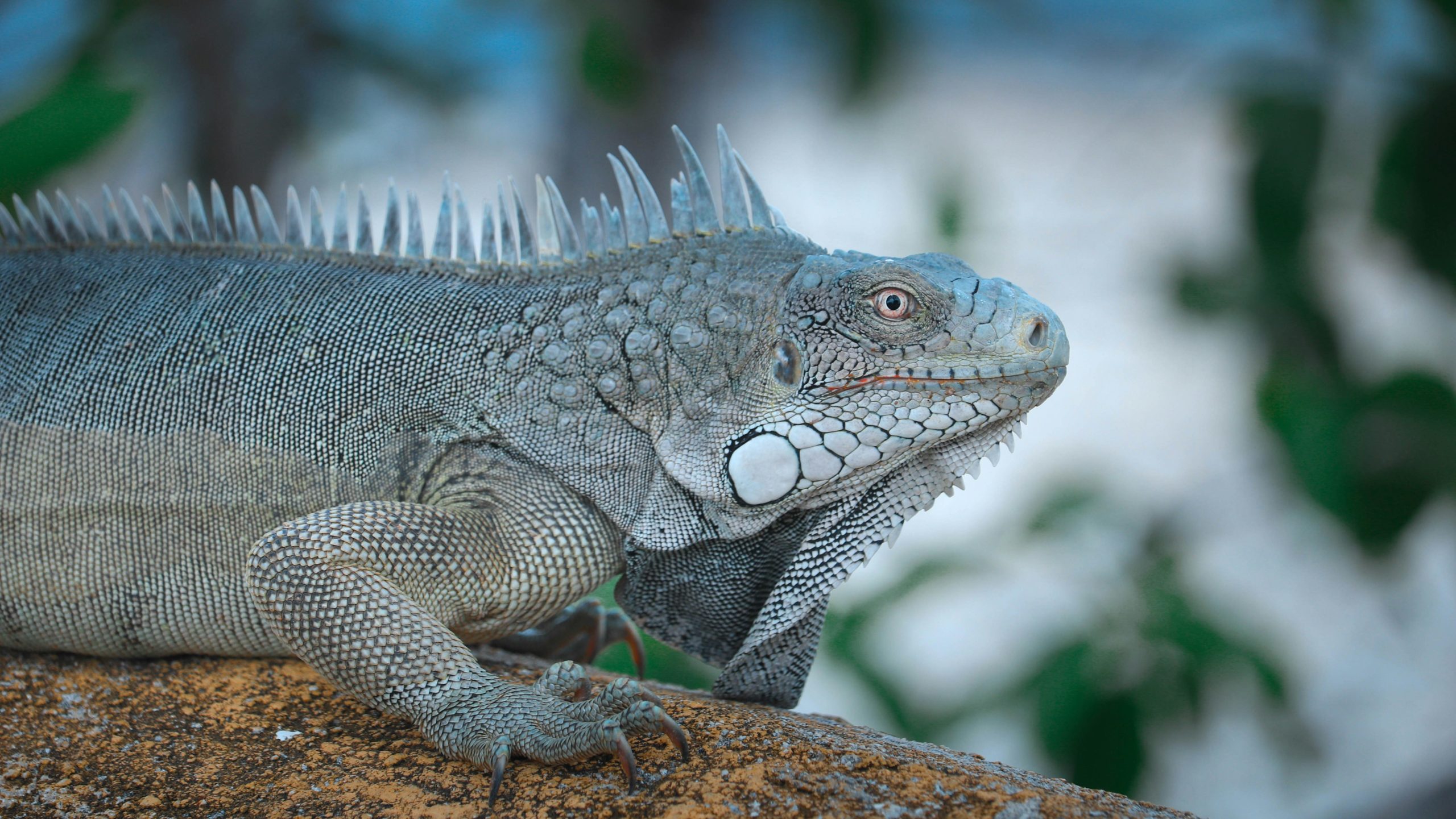 Varaan op steen in Bonaire in Washington Slagbaai National Park