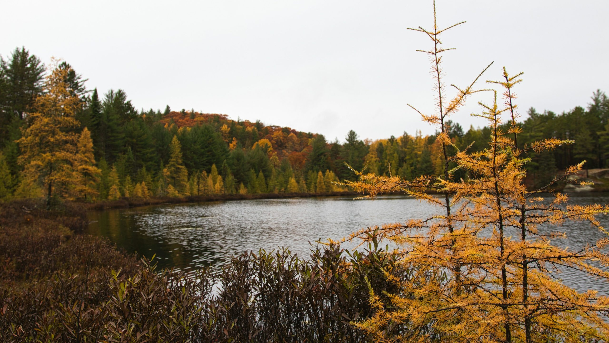Algonquin Provincial Park, Ontario, natuur Canada