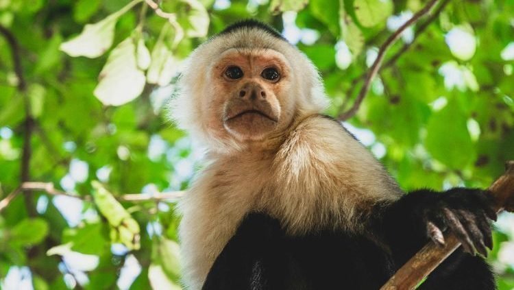 Rondreis Costa Rica, Kapucijnenaap
