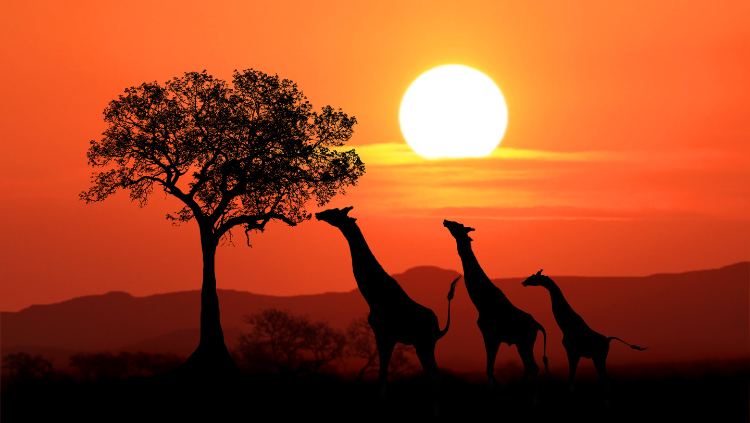 Hoogtepunten rondreis Zuid-Afrika, zonsondergang met giraffen