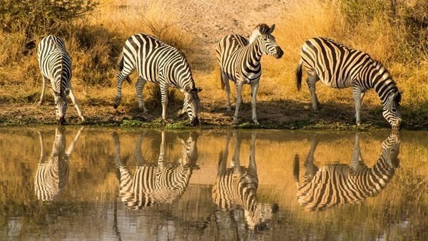 Rondreis Zuid-Afrika, Karonge River Lodge Safari, zebra's aan het water
