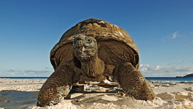 Rondreis Seychellen, vooraanzicht schildpad