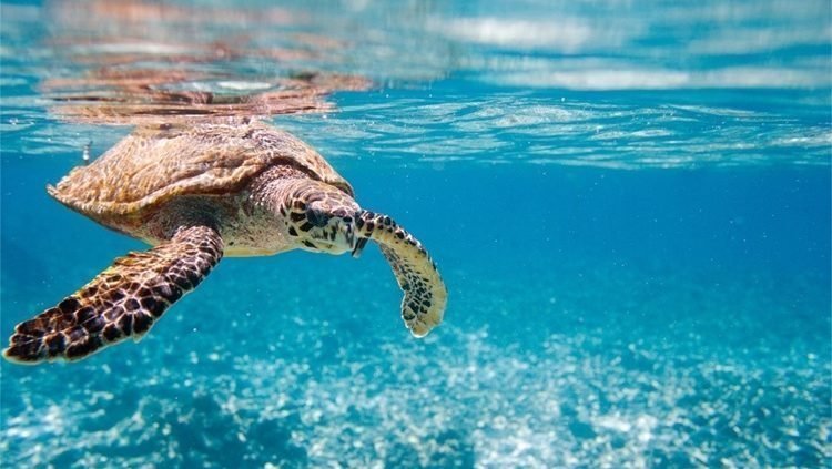 Rondreis Seychellen, Schildpad