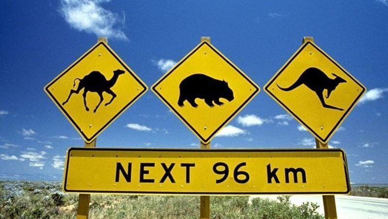 Rondreis Australië, bordje op de weg met wilde dieren