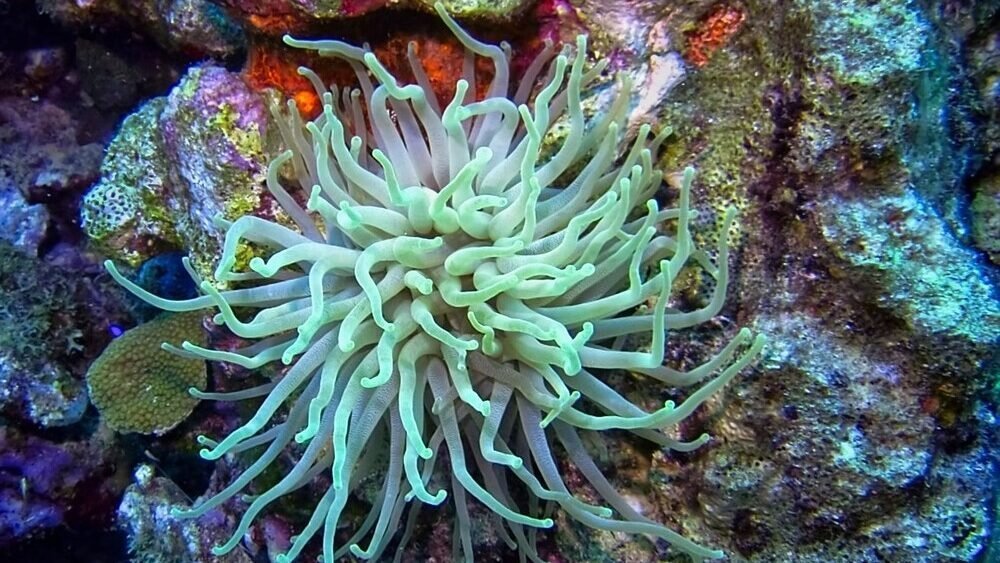 Bonaire onderwaterwereld