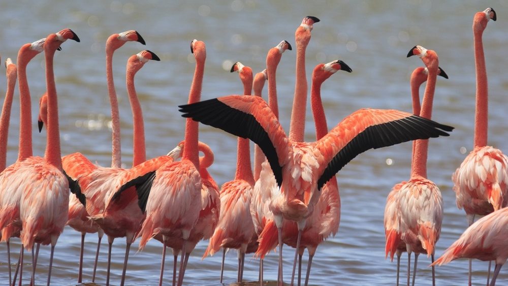 Bonaire flamingo's in het water