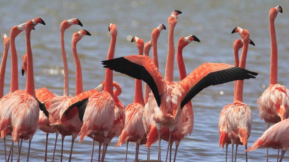 Rondreis Caribische eilanden, Bonaire, flamingo's