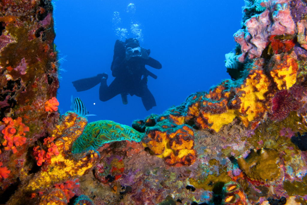 Onderwaterwereld duiken Bonaire