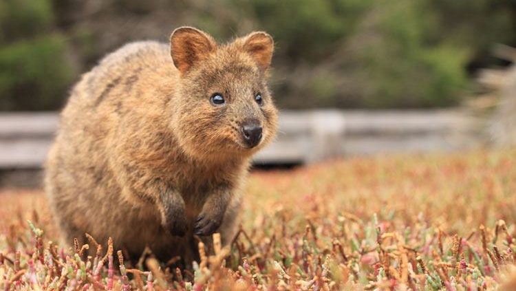 Rondreis Australië, Quokka Westernau