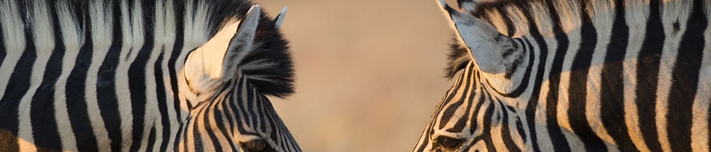 Zebras Namibie