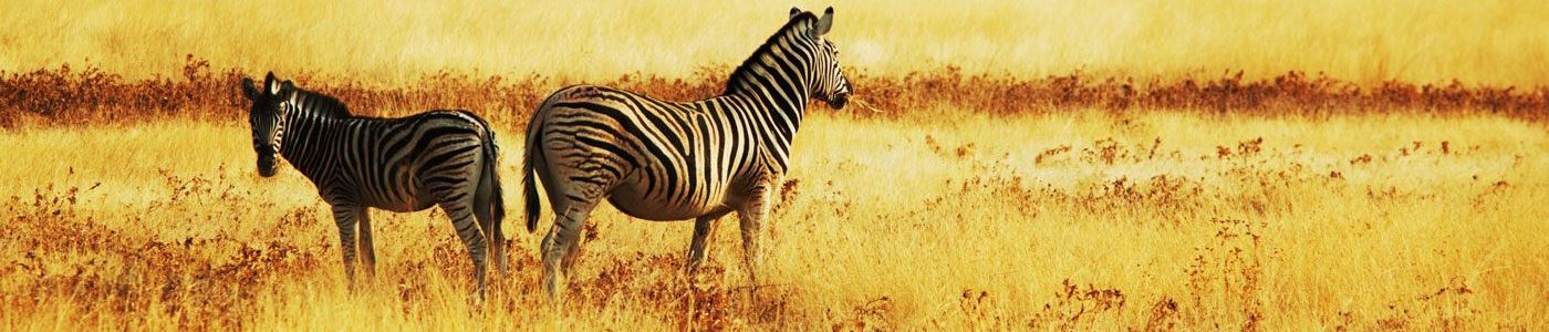 Zebra Zonsondergang