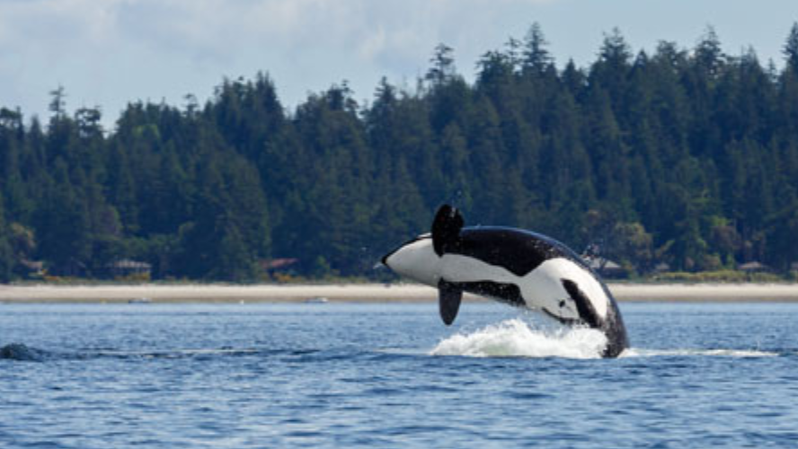 Camperreis West-Canada - orka's en ander wildlife spotten bij Vancouver Island
