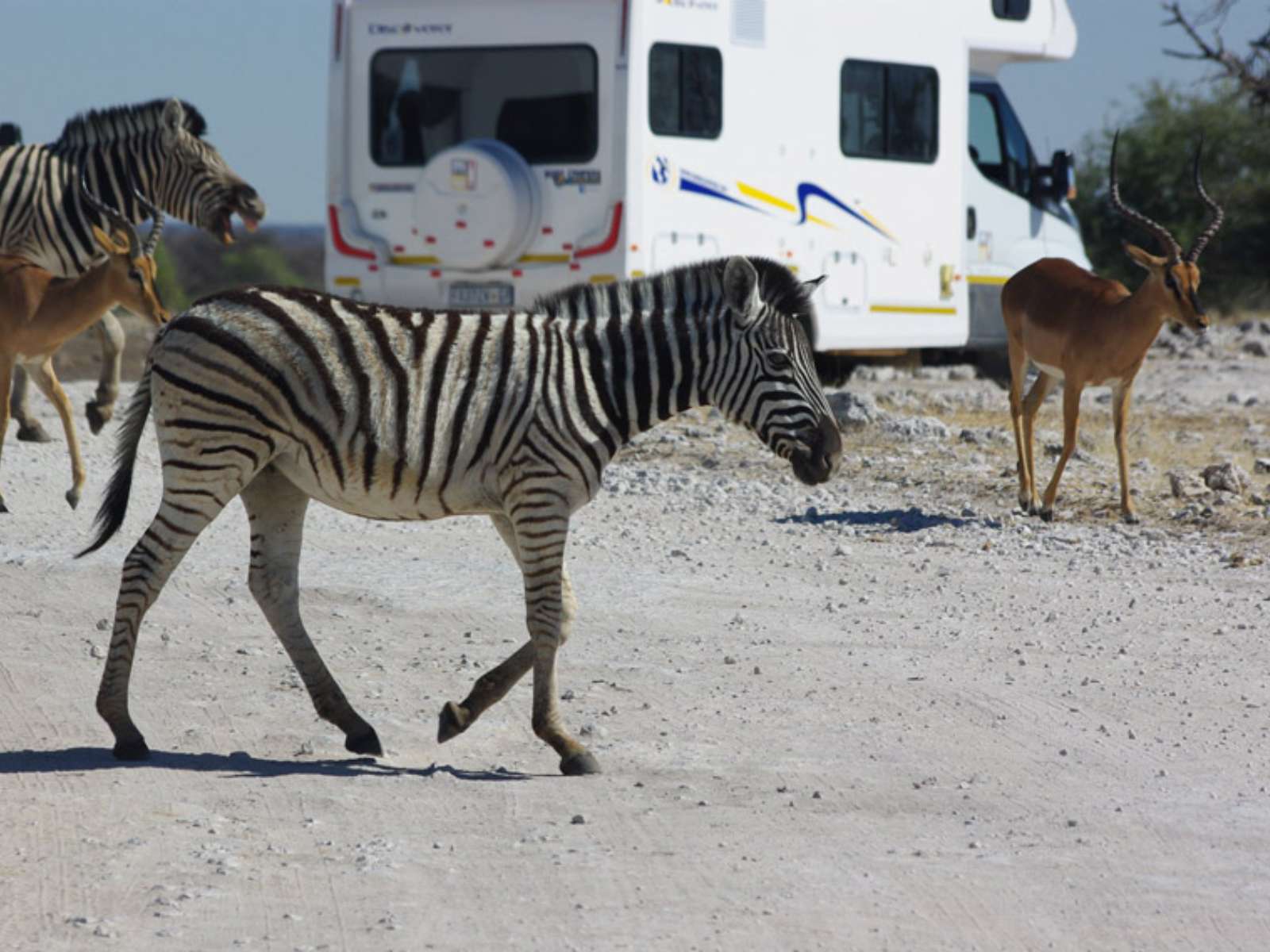 Bobo Campers Afrika Discoverer 6 Extrerior Zebra