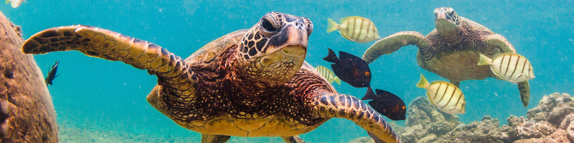 Amerika, Hawaii Schildpadden Banner