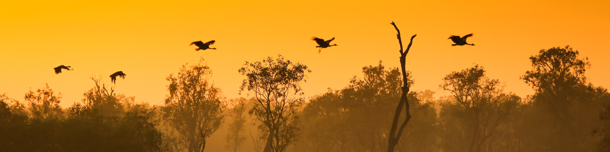 Australië, Darwin Banner 3