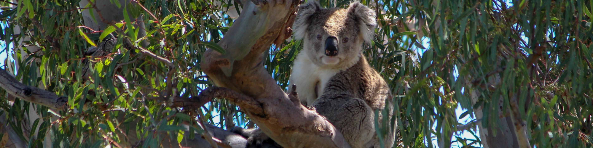 Australië, Gippsland Koala Banner