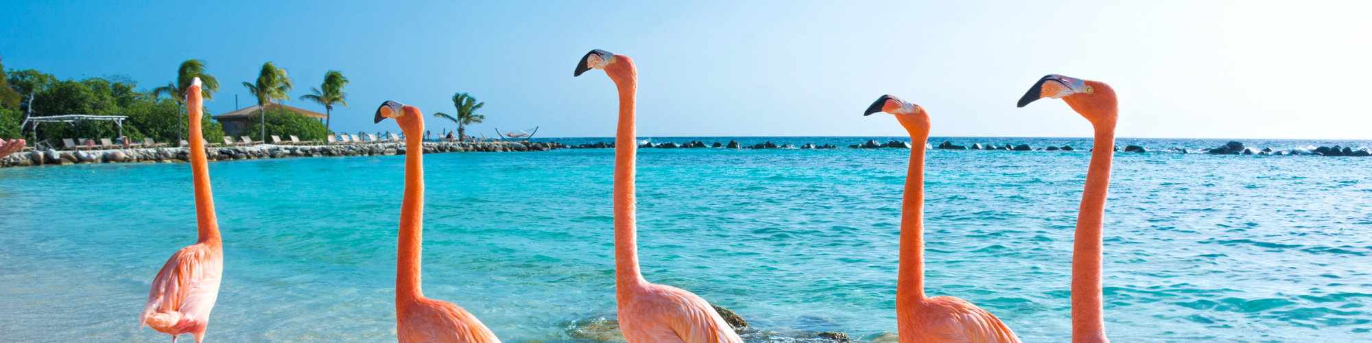 Aruba, Flamingo's Banner