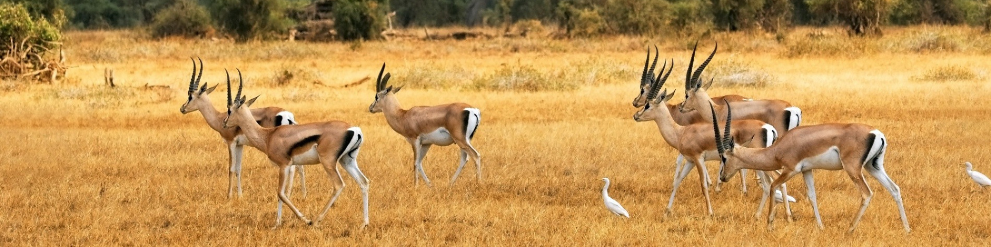 Botswana, Antilopen banner