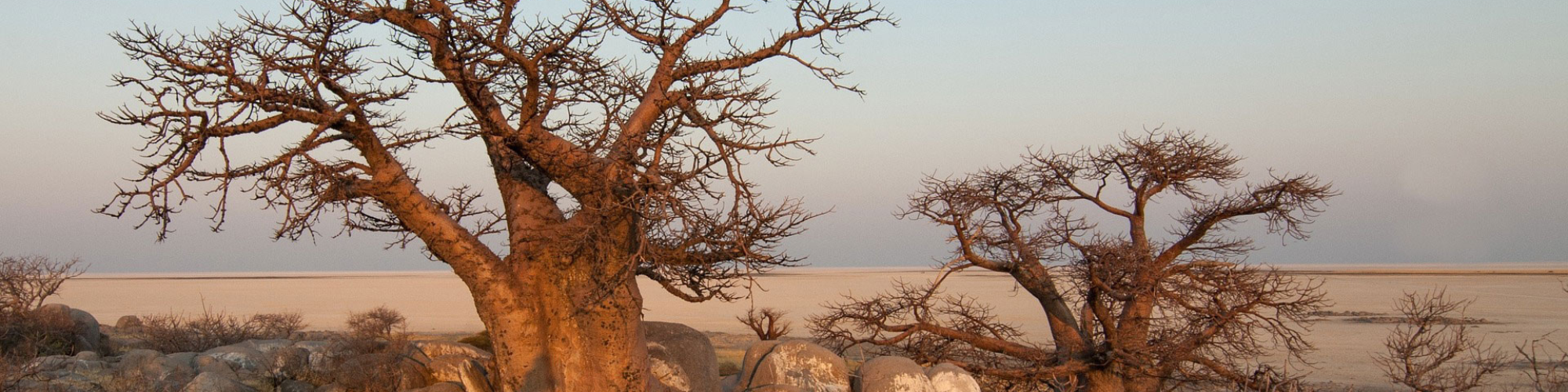 Botswana, Bomen Banner