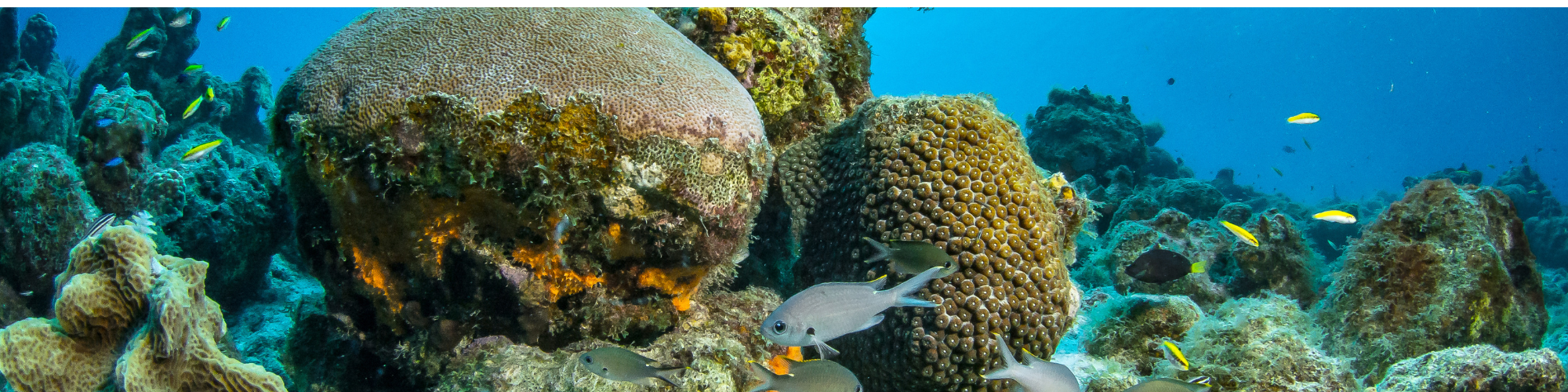 Curaçao, Onderwater Banner