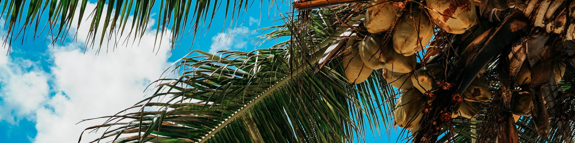 Panama, Kokospalm Banner
