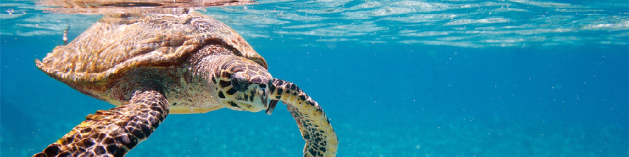 Seychellen, Schildpad Banner