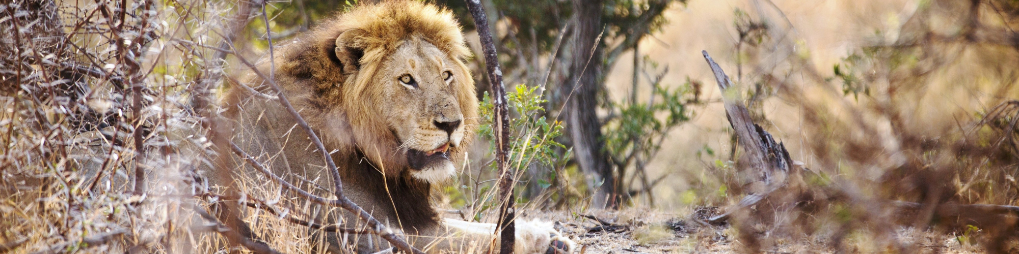 Zuid Afrika, Leeuw Banner