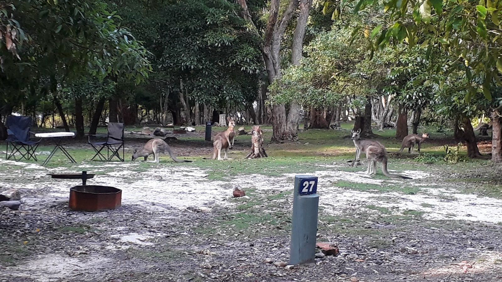Rondreis Australië, Bittangabee Bay, Kangoeroes