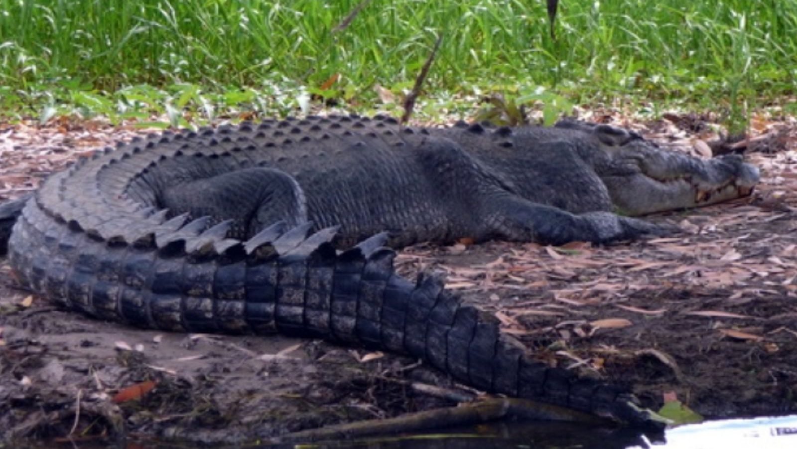 Rondreis Australië, Kakadu National Park, Krokodil