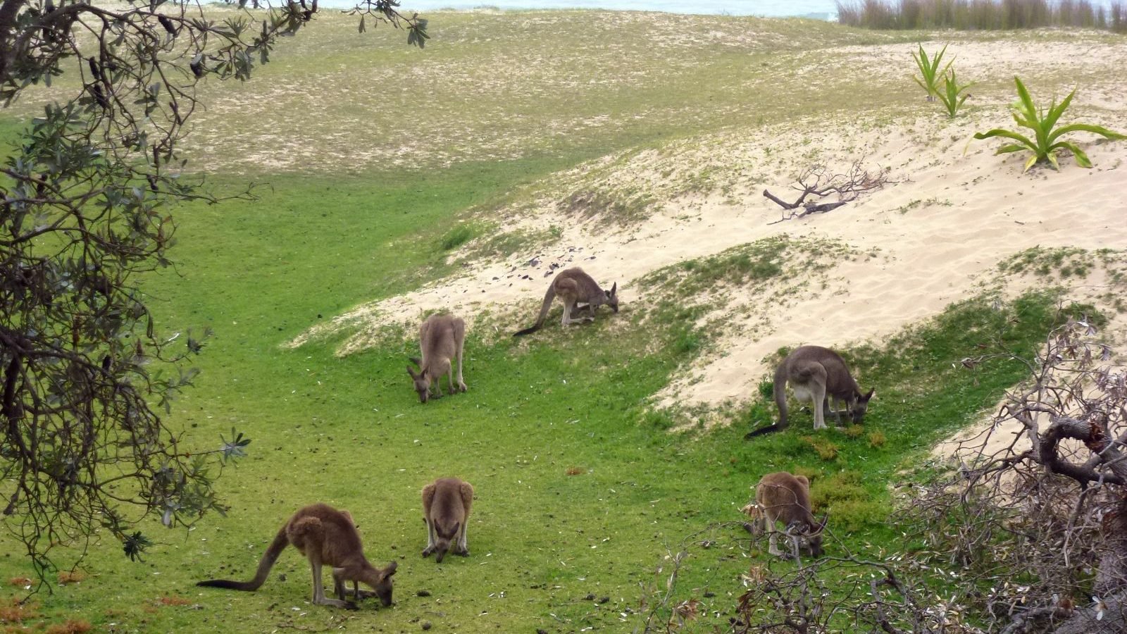 Rondreis Australië, Pebbly Beach, Kangoeroes