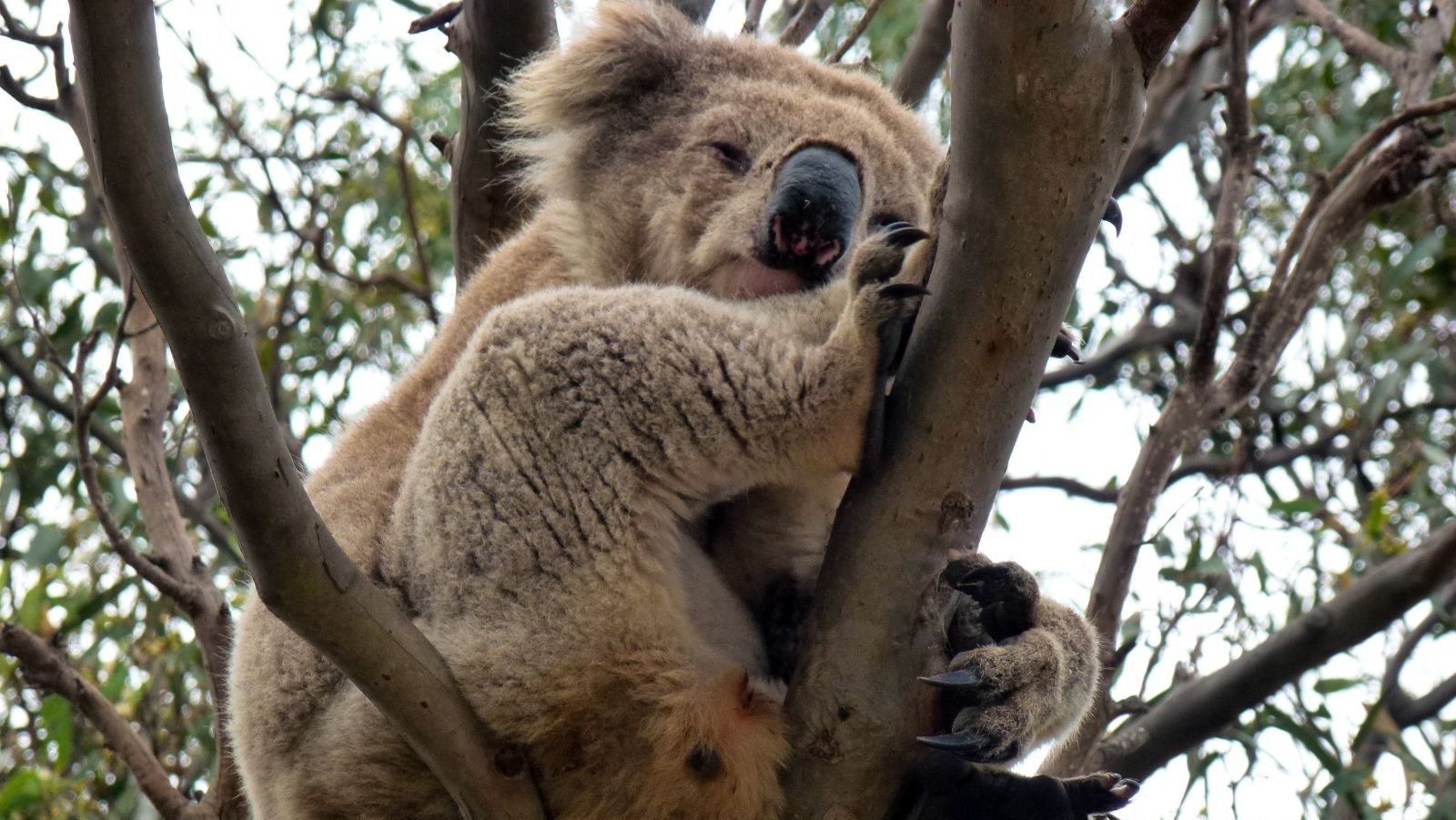 Rondreis Australië, Raymond Island, Koala