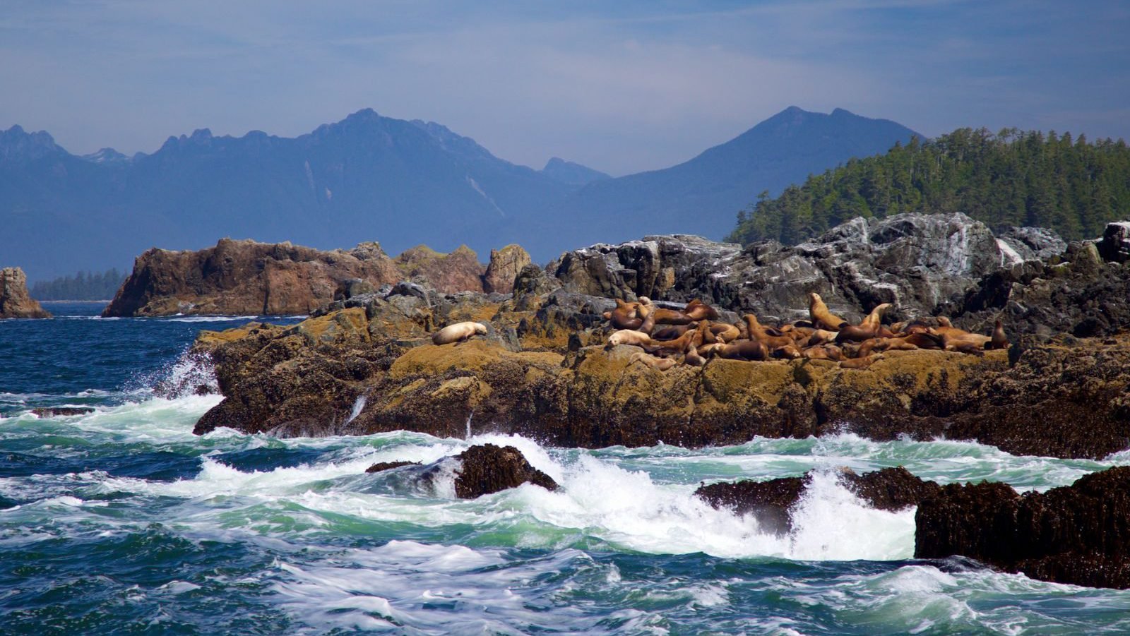 Rondreis Canada, Broken Group Islands, Groep Zeeleeuwen