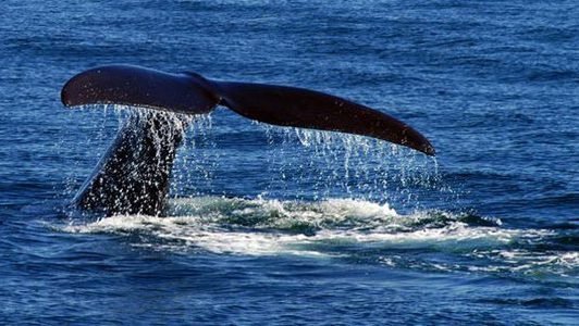 Amerika Canada Whale Watching Bay Of Fundy
