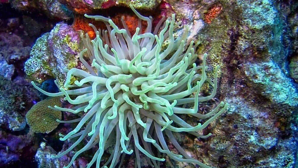 Rondreis Caribische eilanden, Bonaire, onderwater