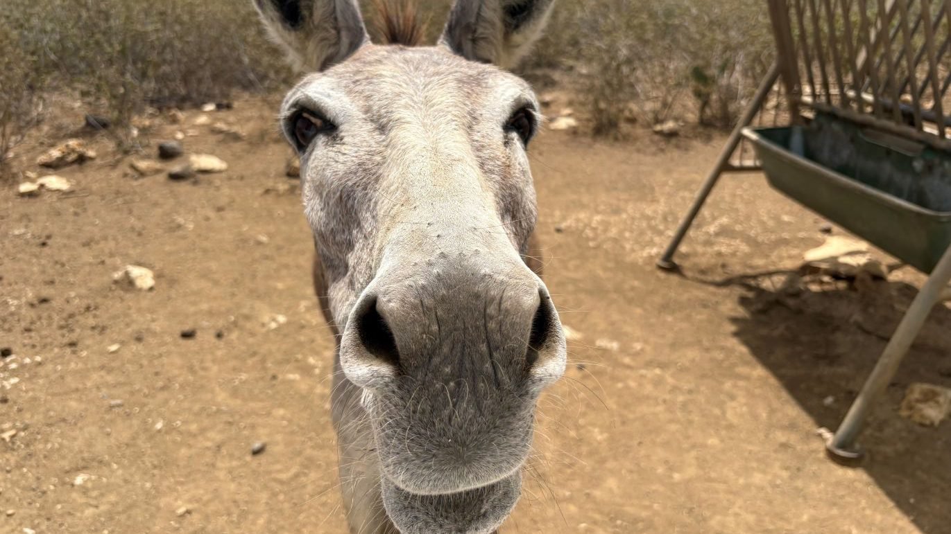 Bonaire-Donkey-Sanctuary-ezel-snuit