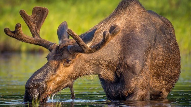 Algonquin Provincial Park, Canada moose eland die drinkt