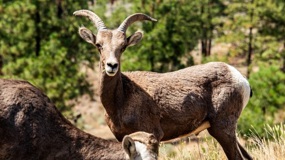 Canada-Alberta-bighorn-dikhoornschapen