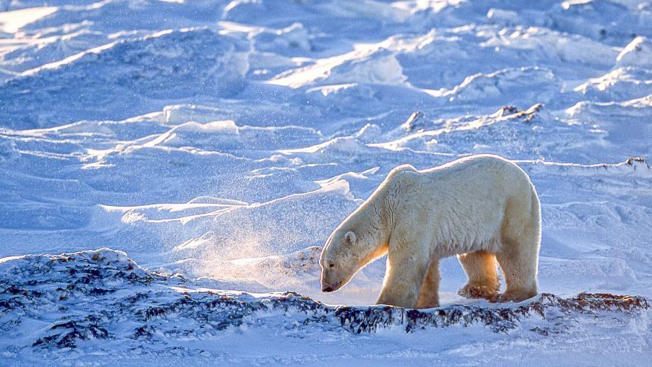 Canada, Manitoba, Hudson Bay, een wilde ijsbeer wandelt langs de besneeuwde kust bij Churchill