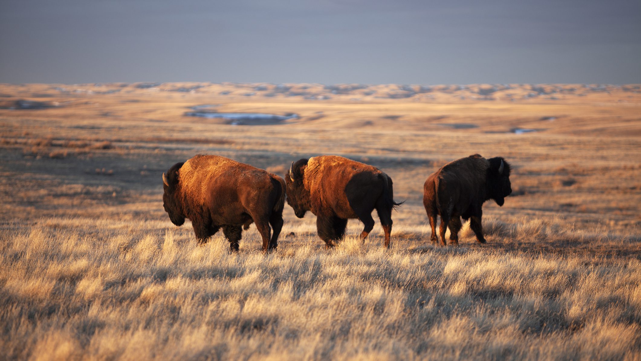 Canada, Saskatchewan, Grasslands National Park, bizons