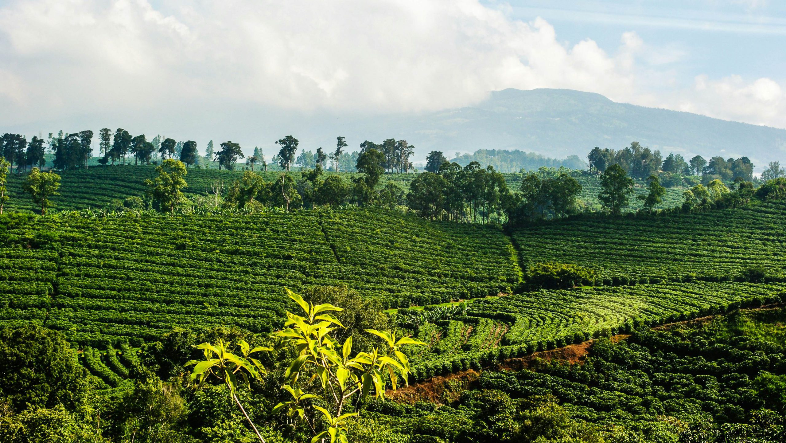 Coffee-Tours-Costa-Rica