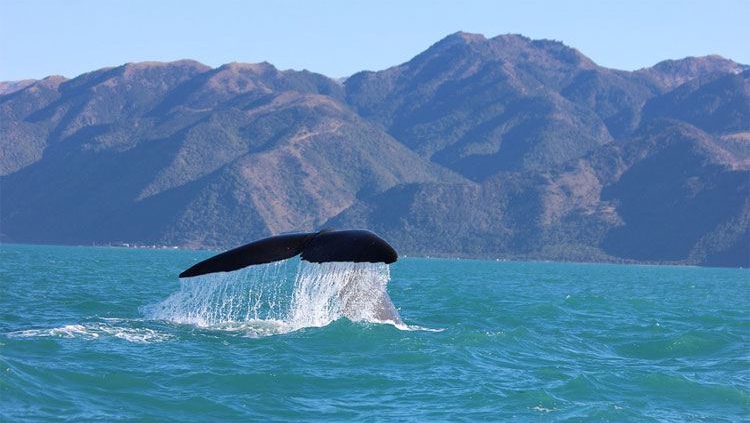 Kaikoura Whalewatching Nieuw Zeeland