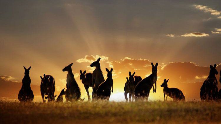 Kangaroo-Island-Zonsondergang Australië